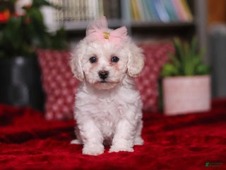 Bichon Frise dogs Rosie - Ad 4