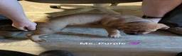 Mixed Breed dogs for sale: Ms. Purple - Ad 4