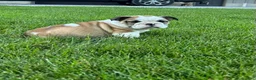 English Bulldog dogs for sale: Vanessa - Ad 6
