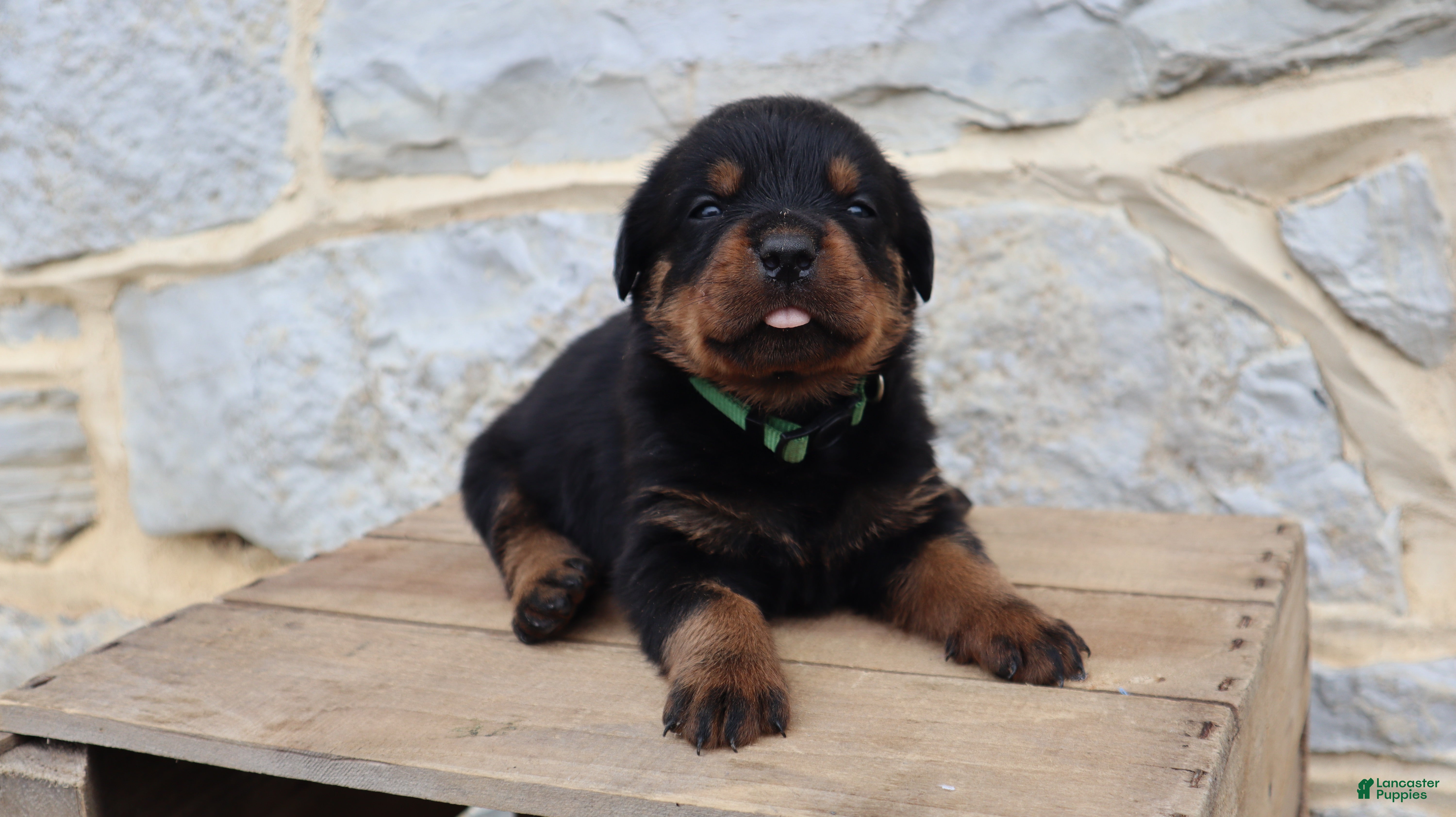 Rottweiler dogs Bardof - Ad 2