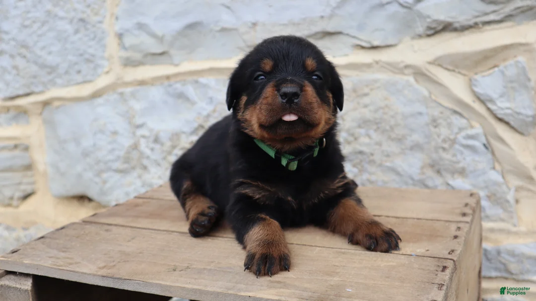 Rottweiler dogs for sale: Bardof - Ad 2