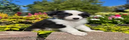 Miniature Australian Shepherd dogs for sale: Andy - Ad 8