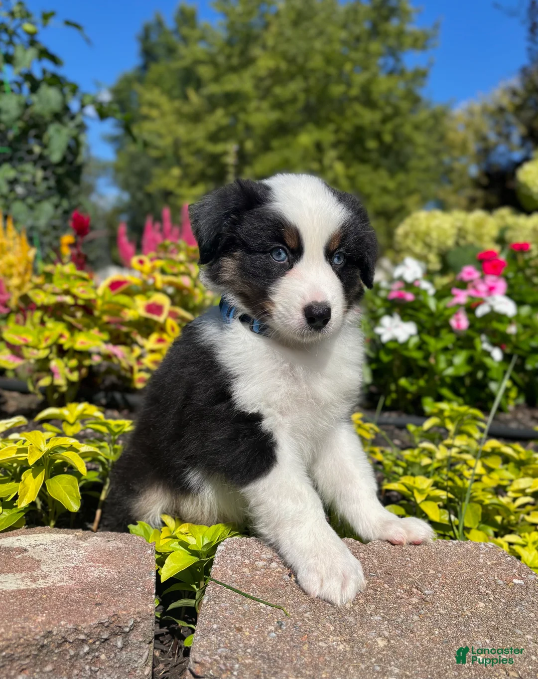 Miniature Australian Shepherd dogs for sale: Andy - Ad 8
