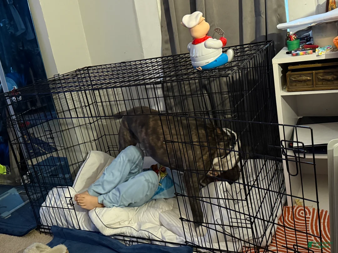 Mixed Breed dogs for sale: Johnna  - Ad 2