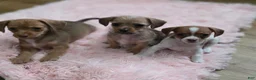 Mixed Breed dogs for sale: Oliver - Ad 5
