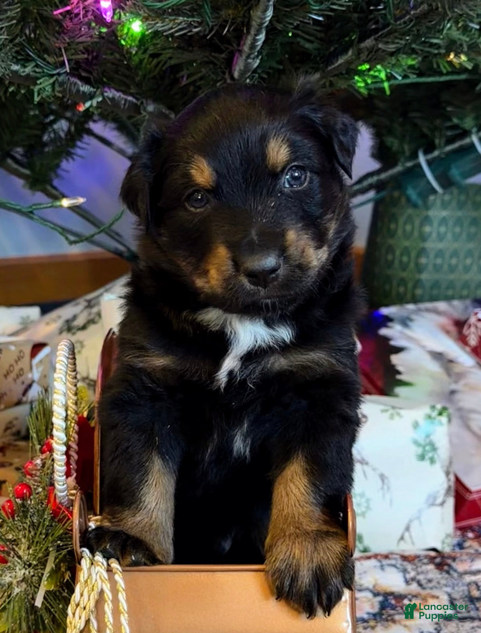 Australian Shepherd dogs Rudolph - Ad 17
