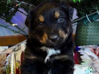 Australian Shepherd dogs Rudolph - Ad 7