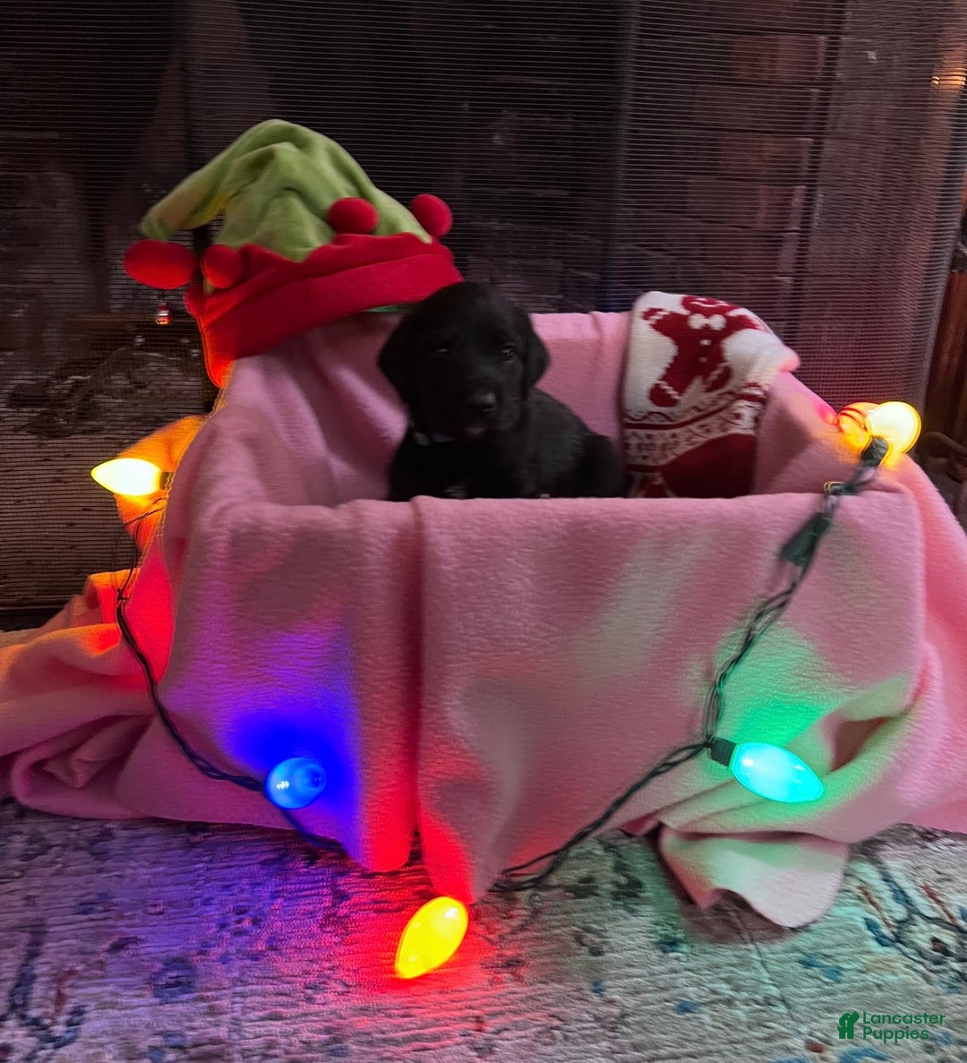 Mixed Breed dogs for sale: Black Girl #1 - Ad 1