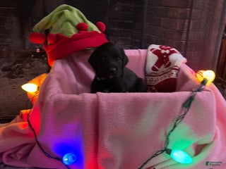 Mixed Breed dogs Black Girl #1 - Ad 29