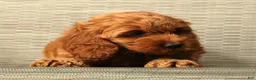 Cockapoo dogs for sale: Luna - Ad 6