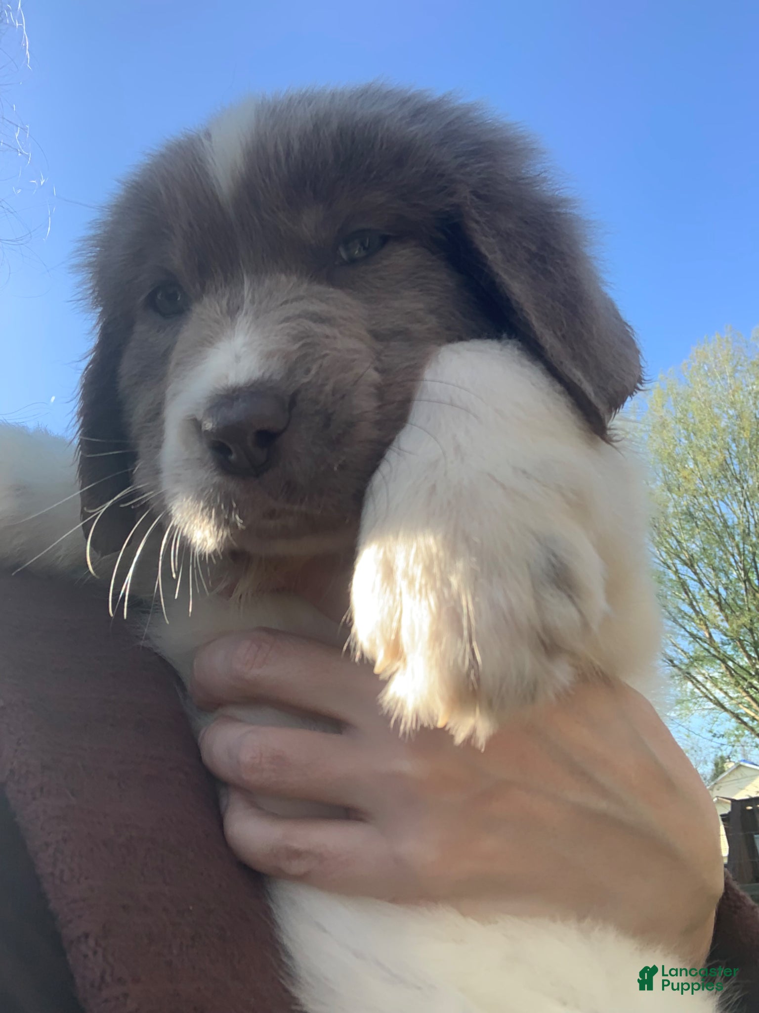 Newfoundland dogs Newfoundland Puppy yellow - Ad 27
