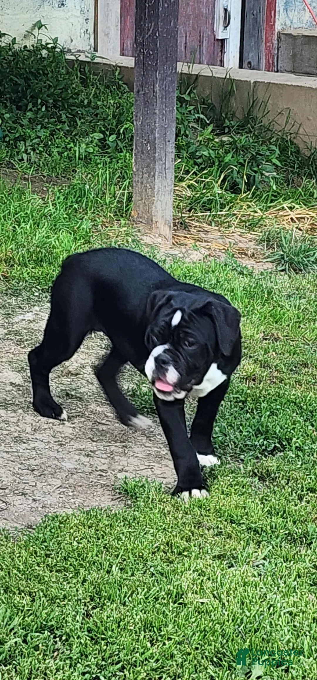 Olde English Bulldogge dogs for sale: Olde English Bulldogge Puppy 1 - Ad 1