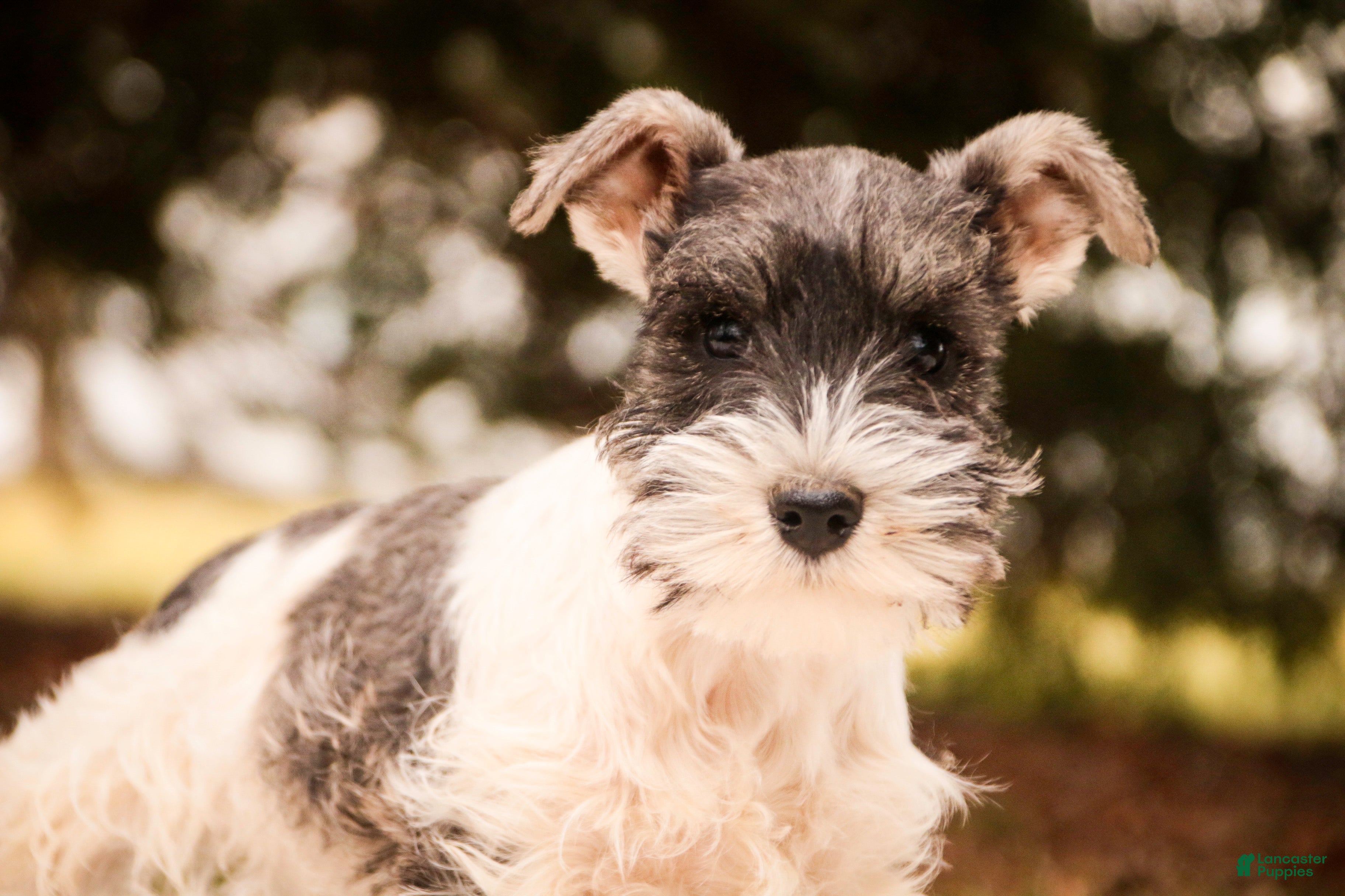 Miniature Schnauzer dogs Molly - Ad 19