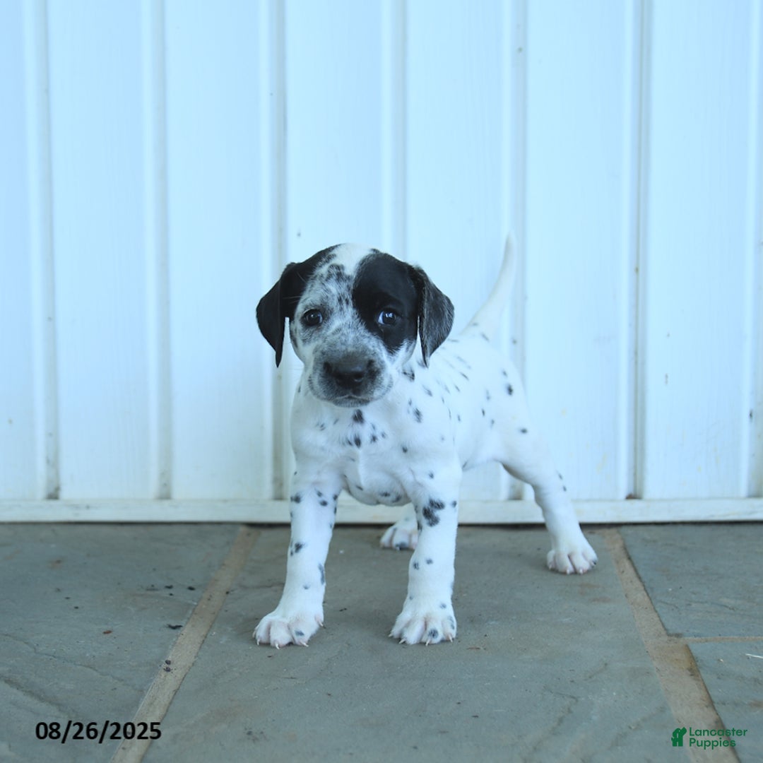 Dalmatian dogs for sale: Noland  - Ad 4