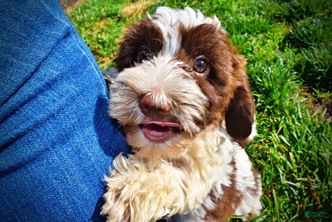 Havapoo dogs for sale: Rocky - Ad 11