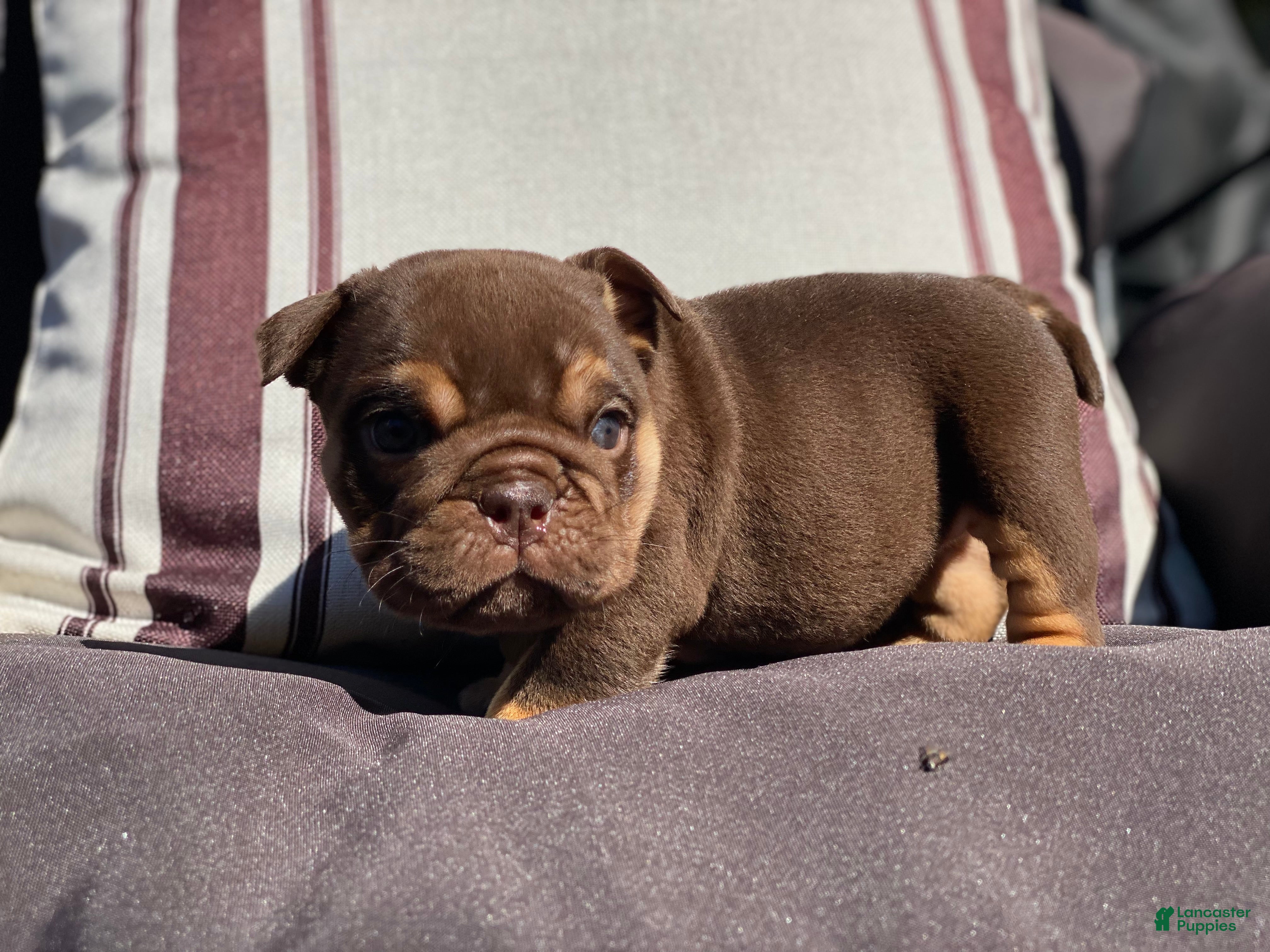 English Bulldog dogs Fire Ball - Ad 24