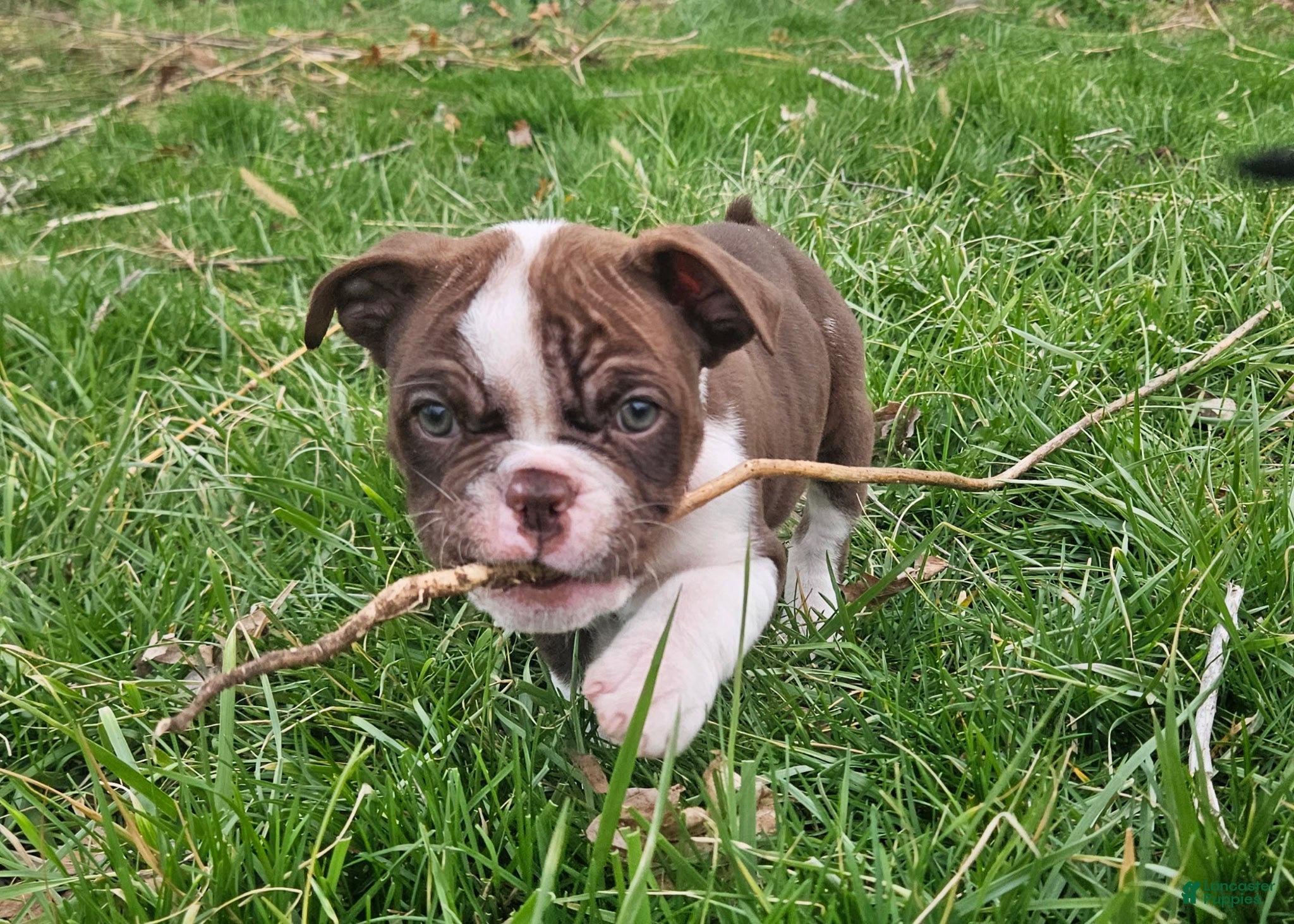 Olde English Bulldogge dogs Meunster  - Ad 2