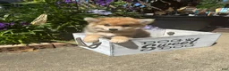 Pomsky dogs for sale: Reese - Ad 9