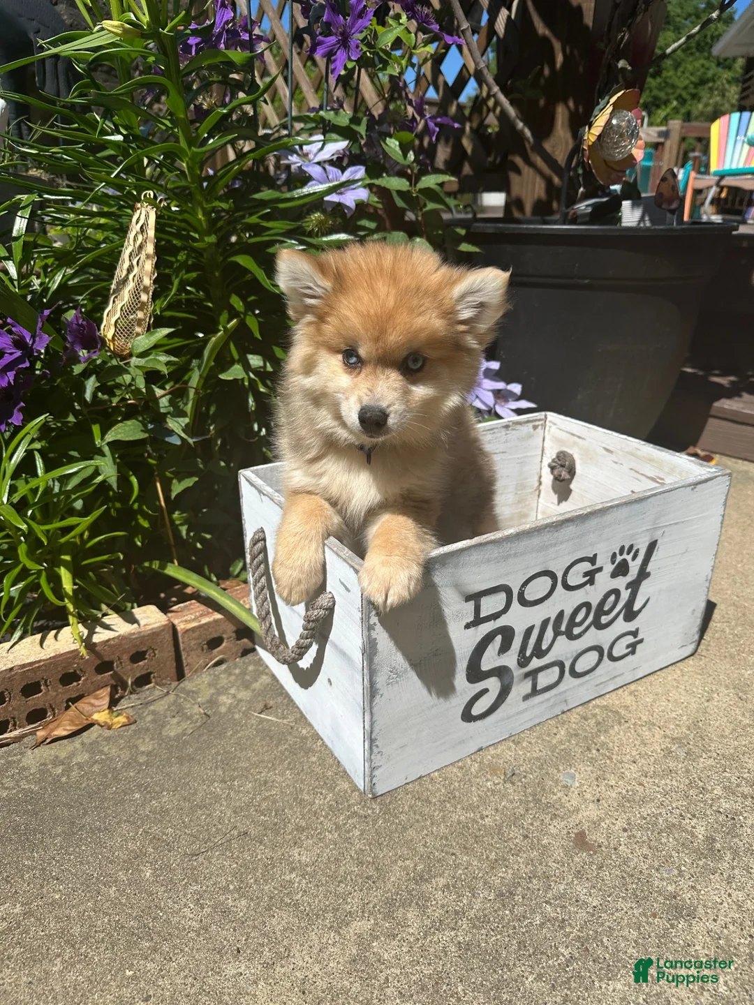 Pomsky dogs for sale: Reese - Ad 9