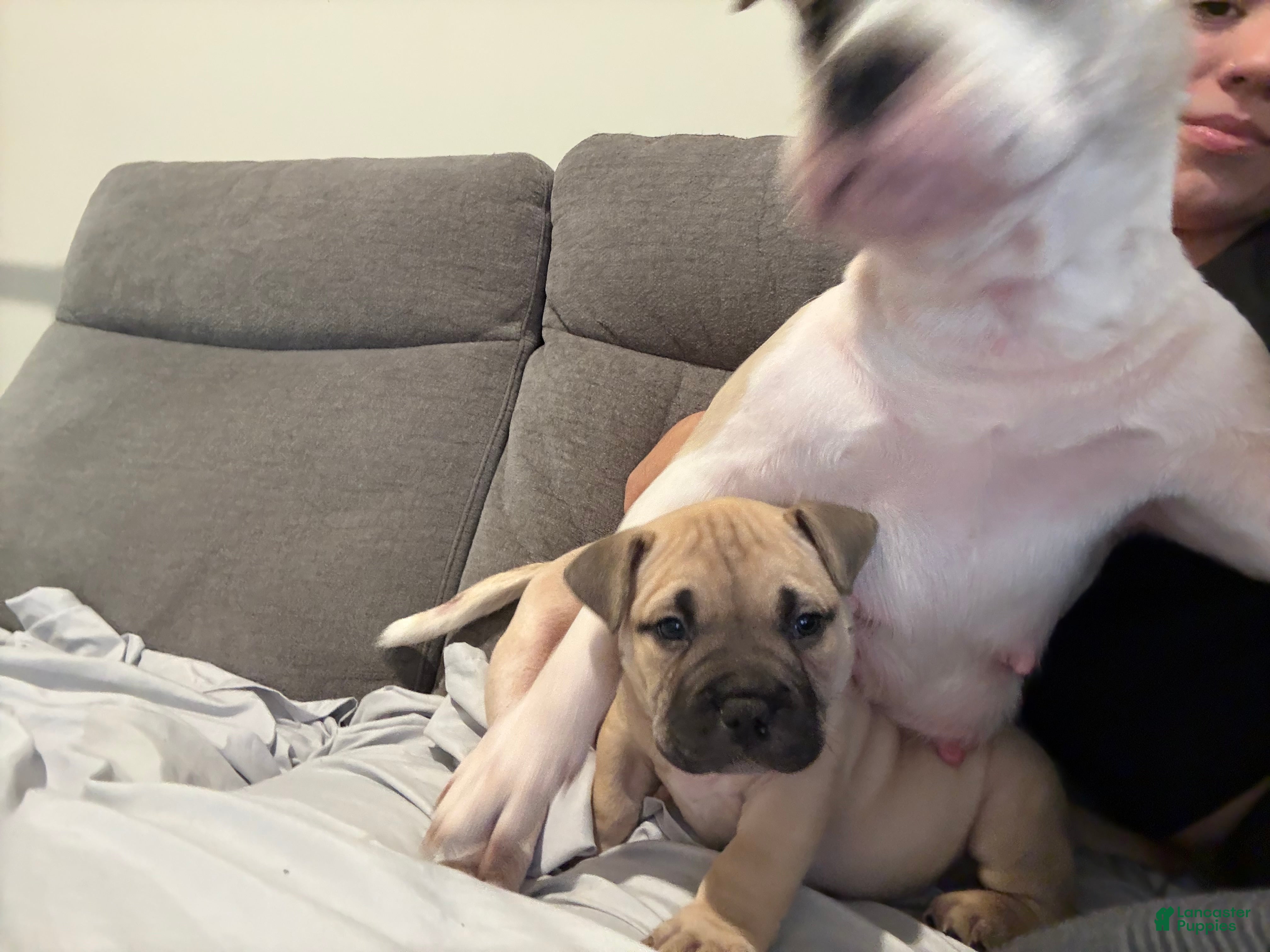 American Bully dogs Rocky - Ad 3