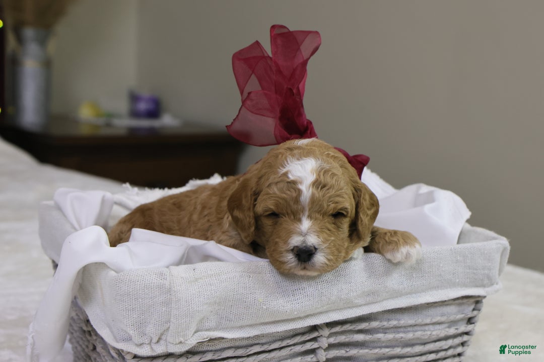 Goldendoodle dogs for sale: Twinkle - Ad 3