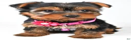Yorkshire Terrier dogs for sale: Rita - Ad 8