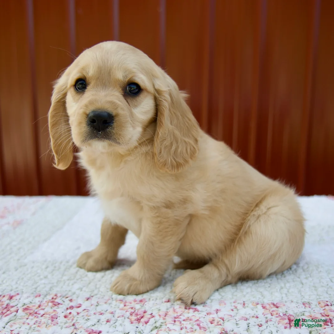 Miniature Golden Retriever dogs for sale: Grady - Ad 1