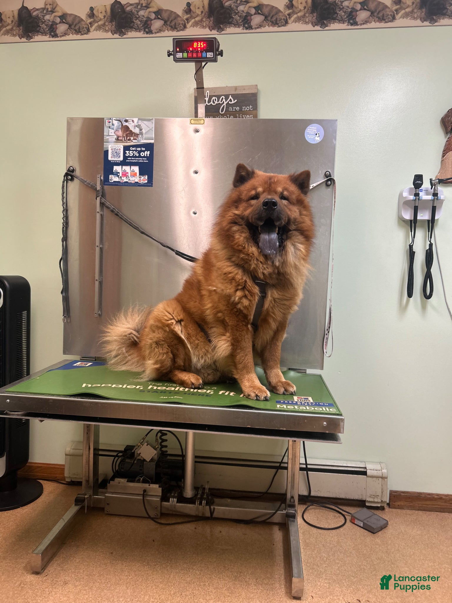 Chow Chow dogs for sale: Chow Chow Puppy 1 - Ad 6