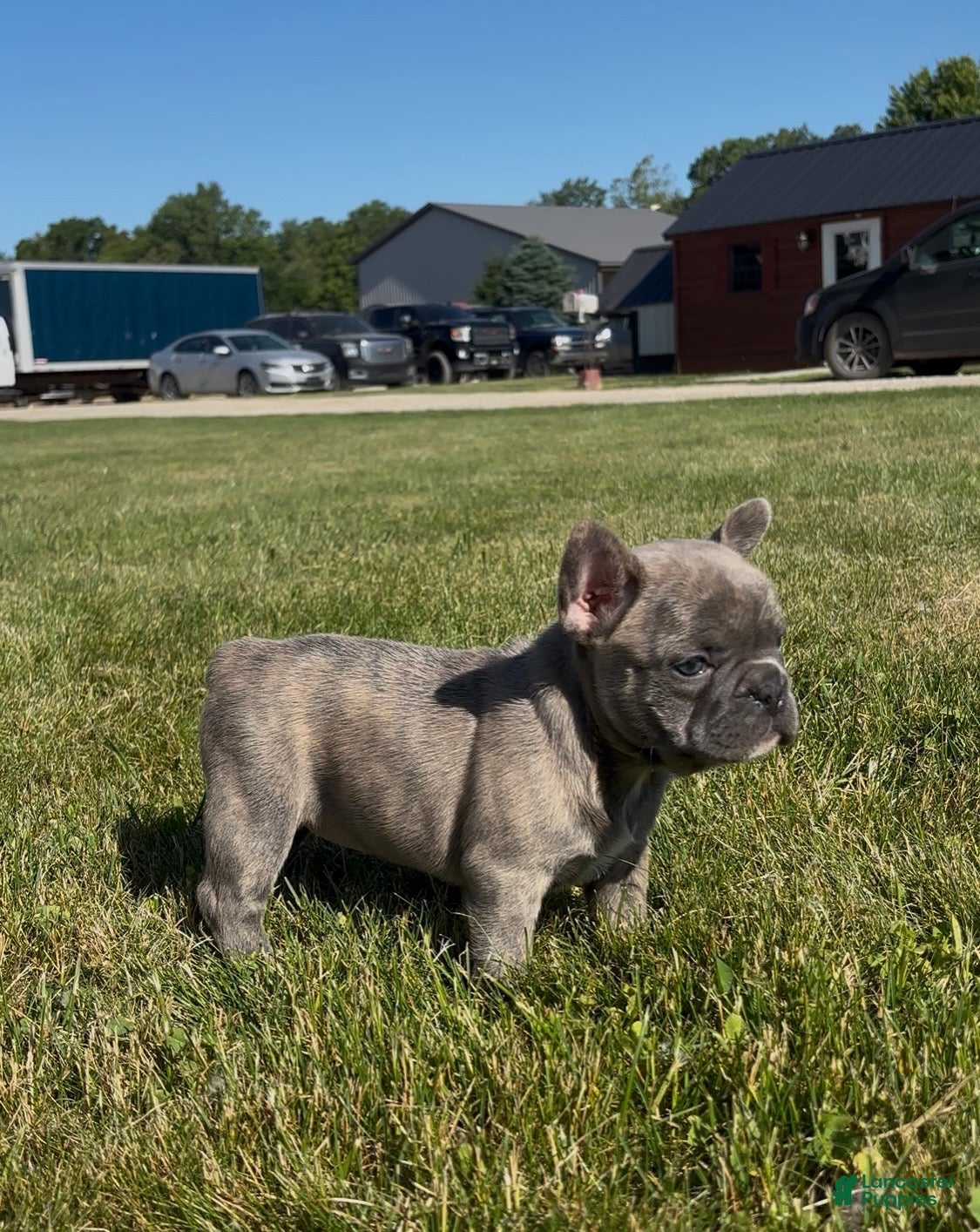 French Bulldog dogs for sale: Ruth - Ad 2