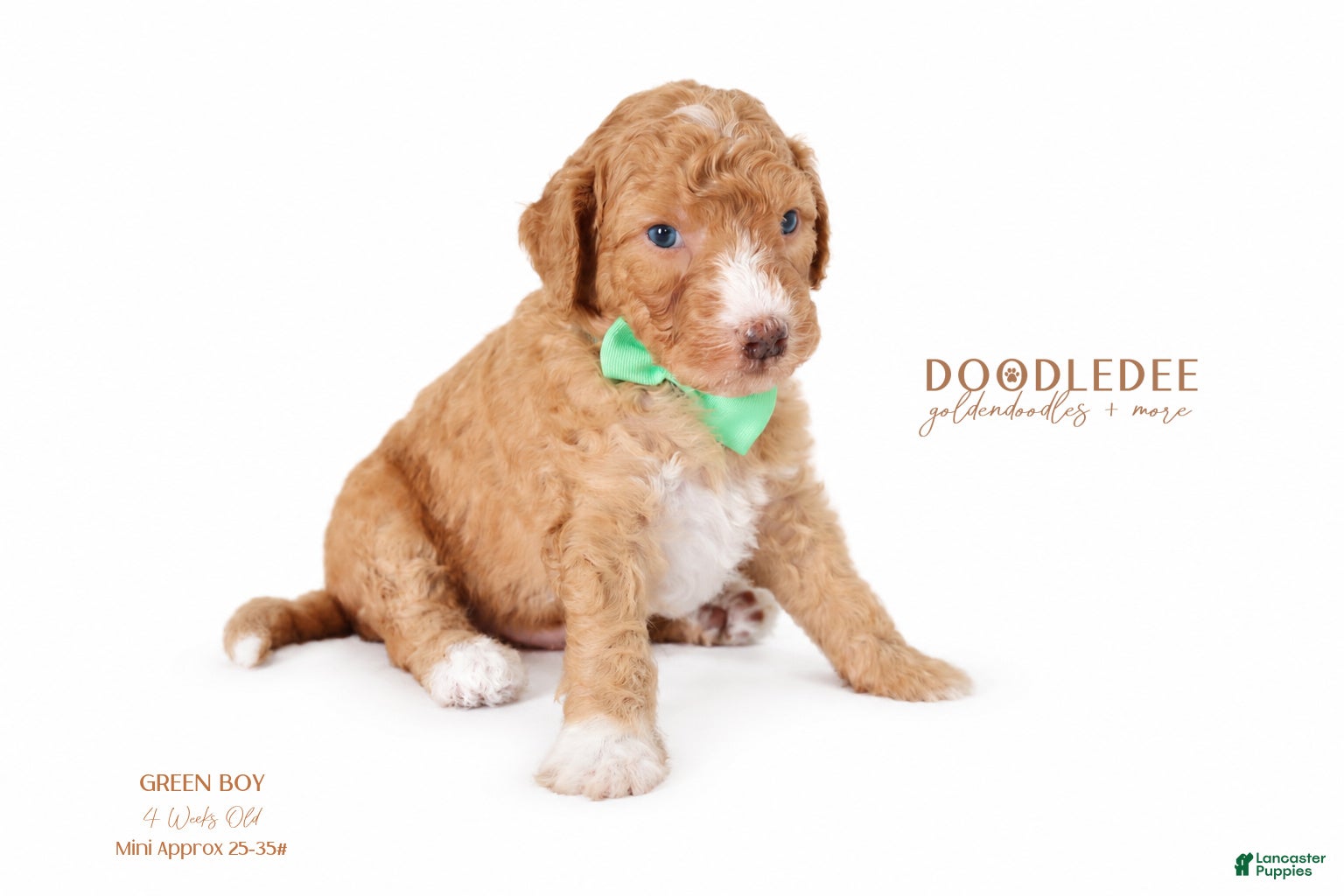 Goldendoodle dogs for sale: English Goldendoodle: Green Boy - Ad 3