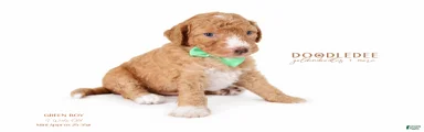 English Goldendoodle: Green Boy