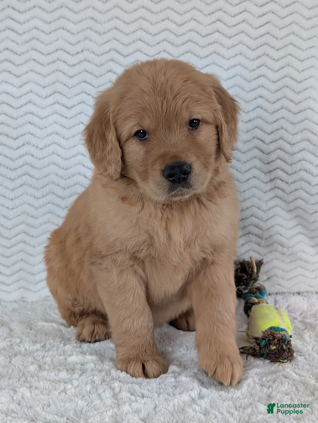 Golden Retriever dogs for sale: Parker  - Ad 8