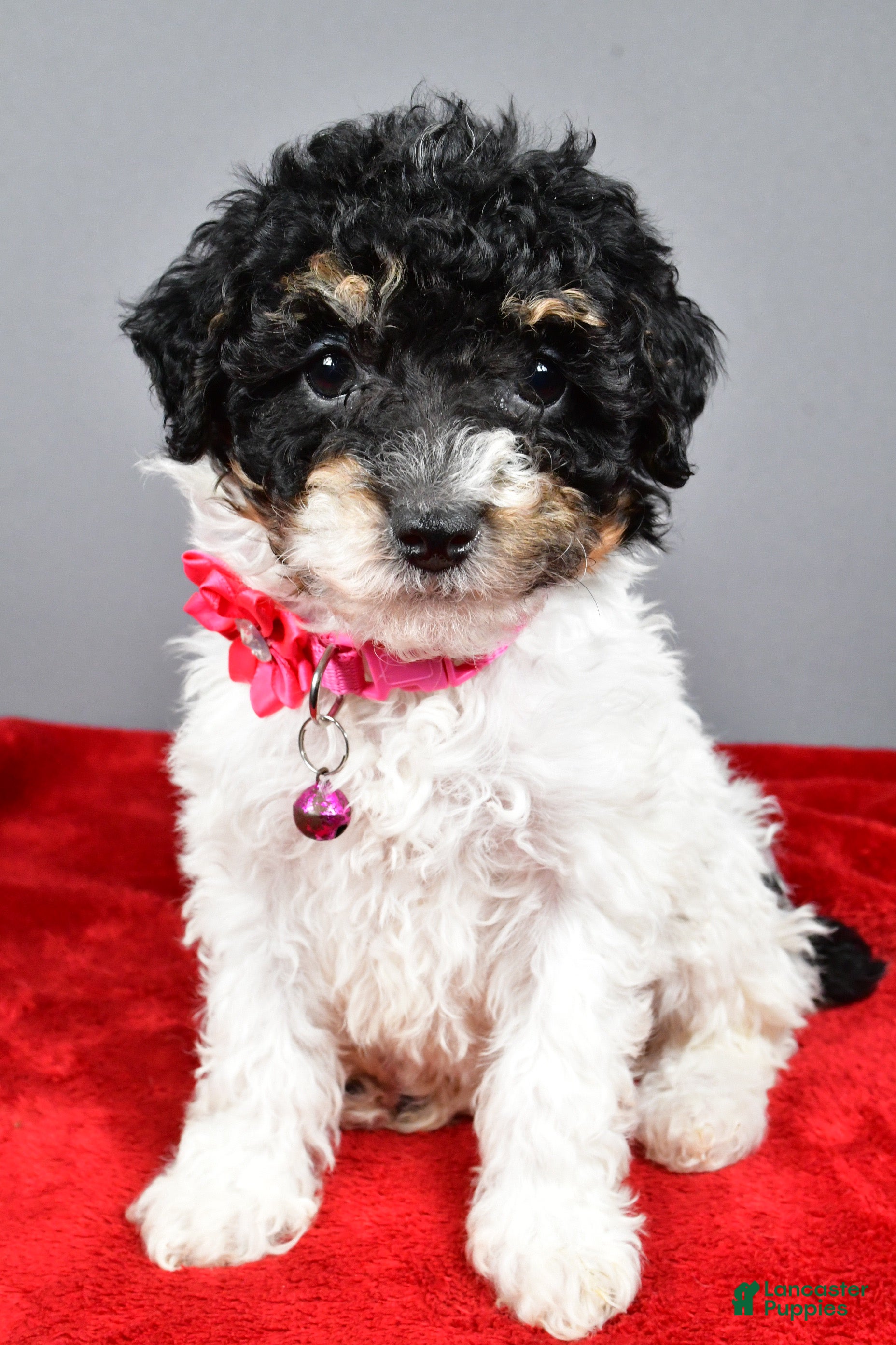 Miniature Poodle dogs Allison - Ad 2