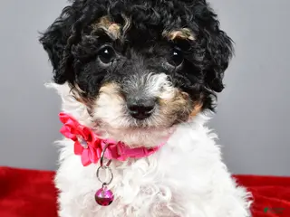 Miniature Poodle dogs Allison - Ad 37