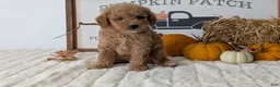 Mini Goldendoodle dogs for sale: Jill - Ad 4