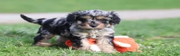 Cavapoo dogs for sale: Lainey - Ad 1