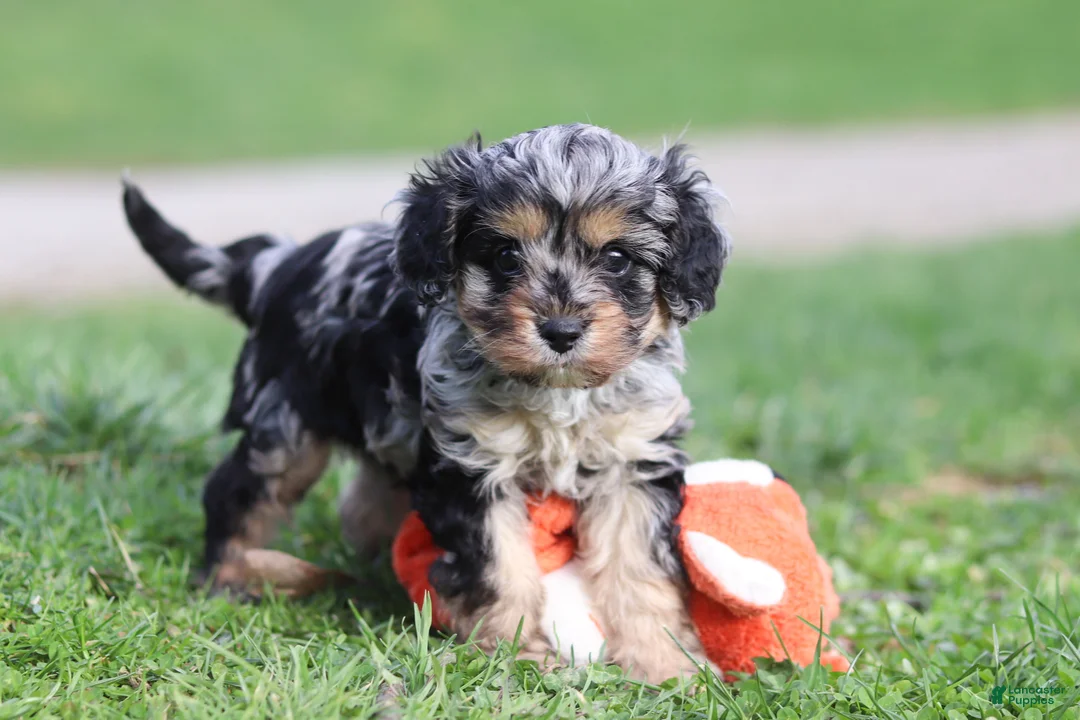 Cavapoo dogs for sale: Lainey - Ad 1