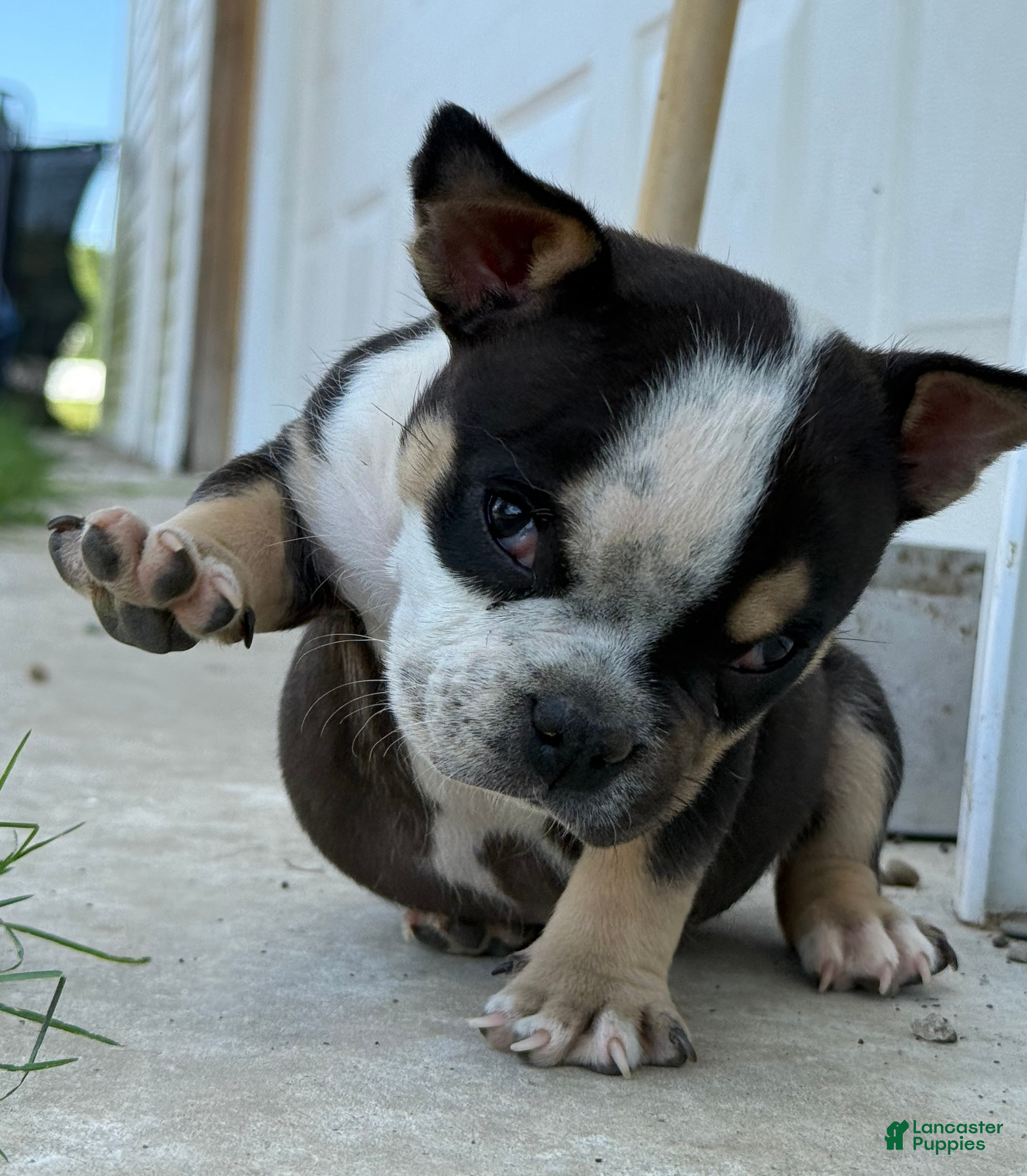 American Bully dogs Baby Girl  - Ad 2
