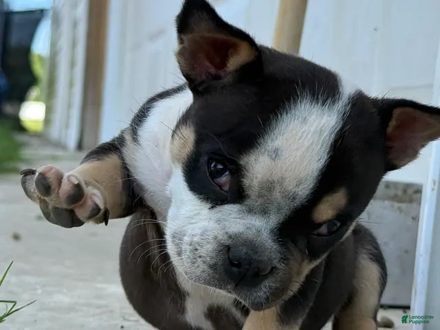 American Bully dogs for sale: Baby Girl - Ad 2