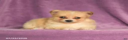 Pomeranian dogs for sale: Candy - Ad 3