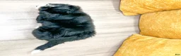 Mini Bernedoodle dogs for sale: Jackson - Ad 5