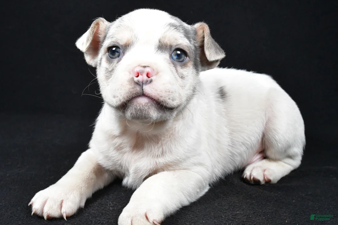 Beabull dogs for sale: Pedro - Ad 6