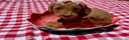 Goldendoodle dogs for sale: Shine - Ad 3