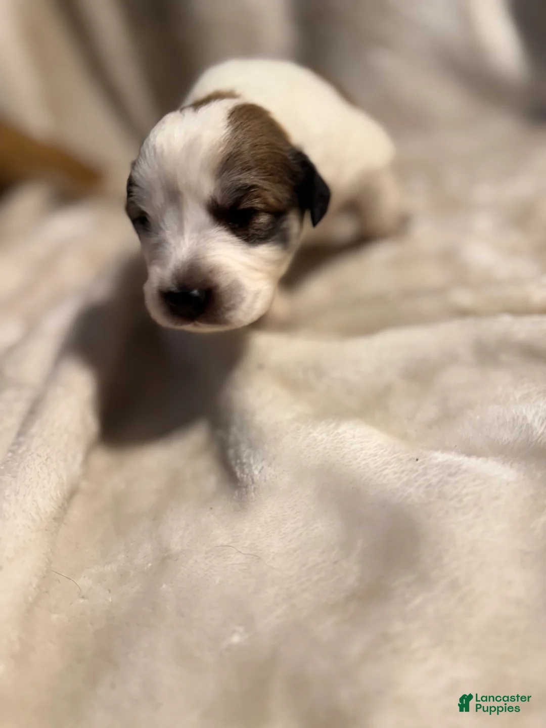 Mixed Breed dogs for sale: Nugget - Ad 2