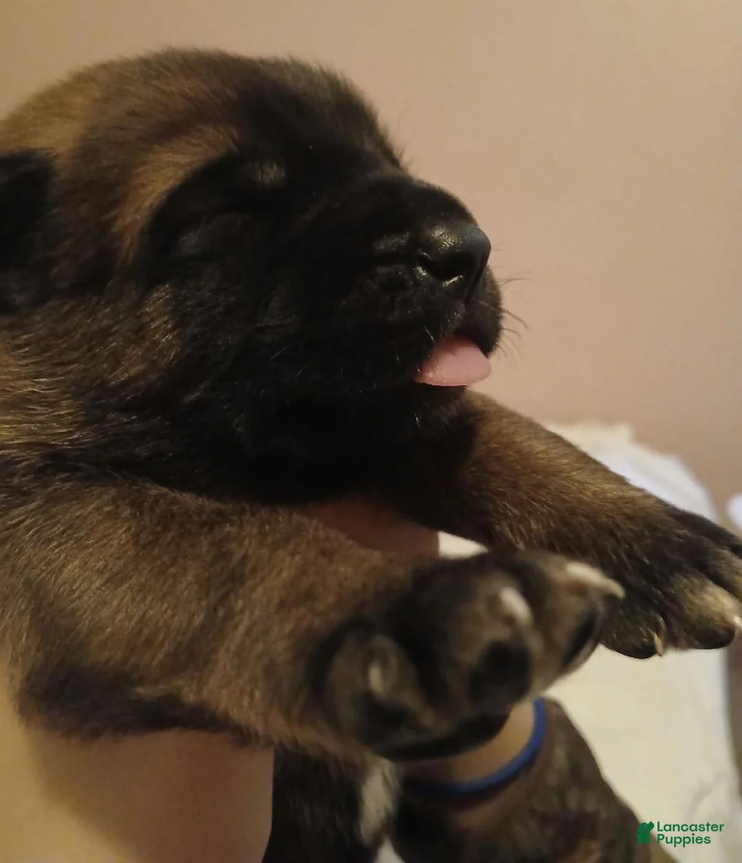 Belgian Malinois dogs for sale: Belgian Malinois Puppy 8 - Ad 1