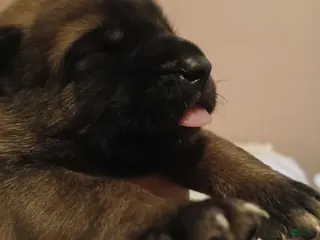 Belgian Malinois dogs Belgian Malinois Puppy 8 - Ad 13