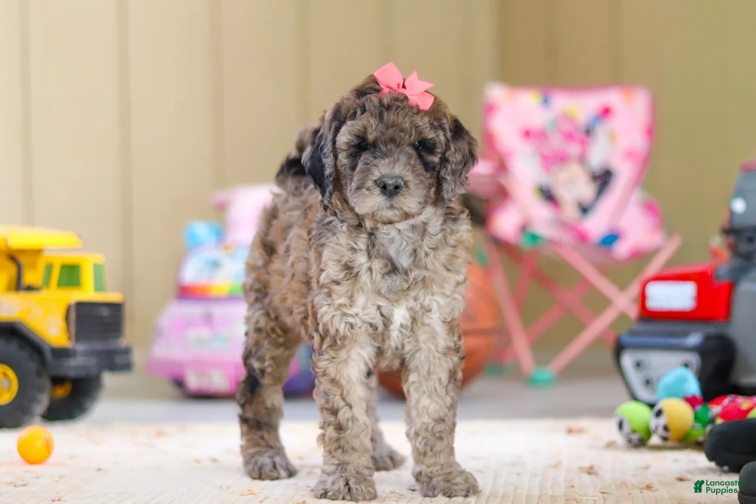 Newfypoo dogs for sale: Ginger - Ad 5