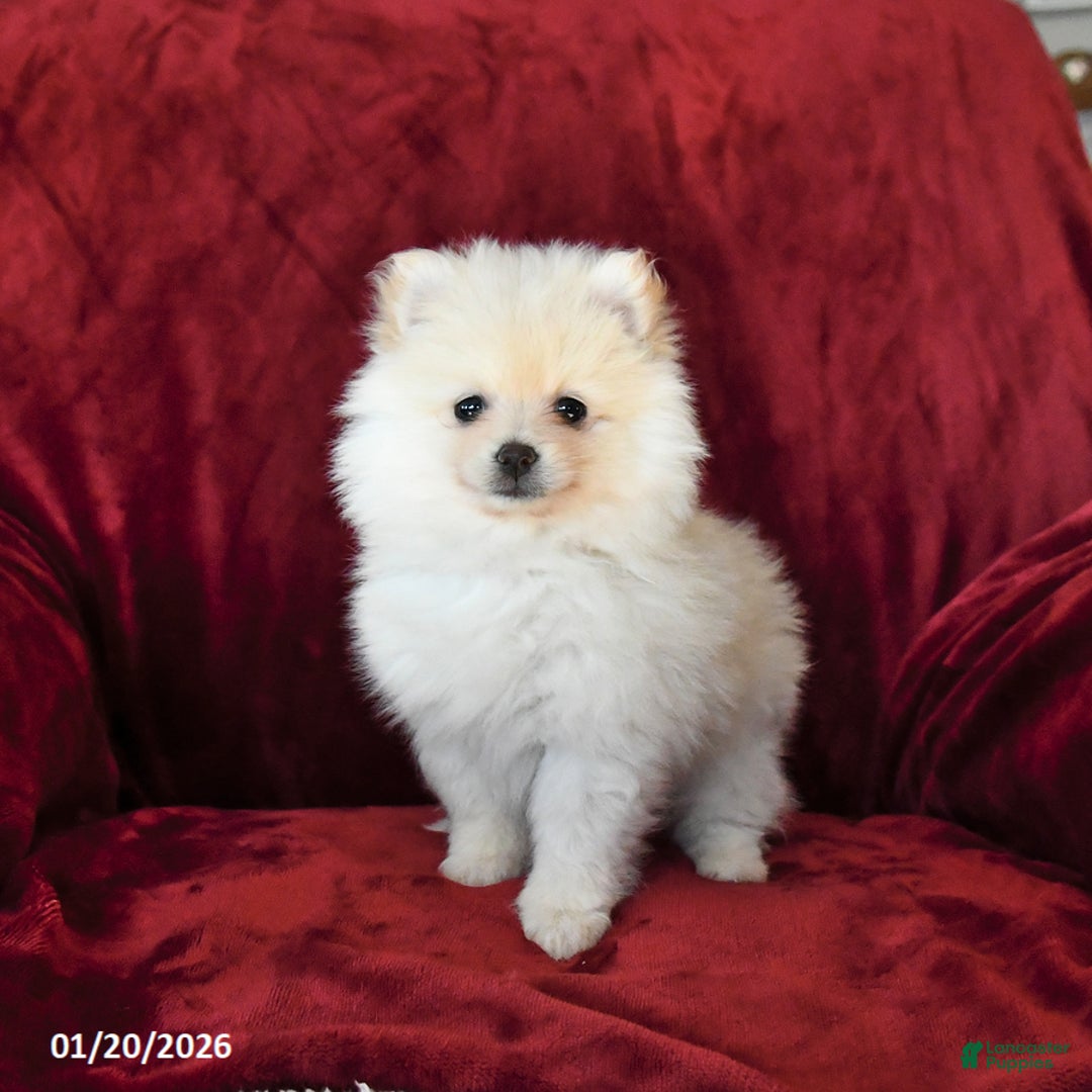 Pomeranian dogs for sale: Flurry - Ad 1