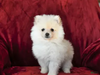 Pomeranian dogs Flurry - Ad 2