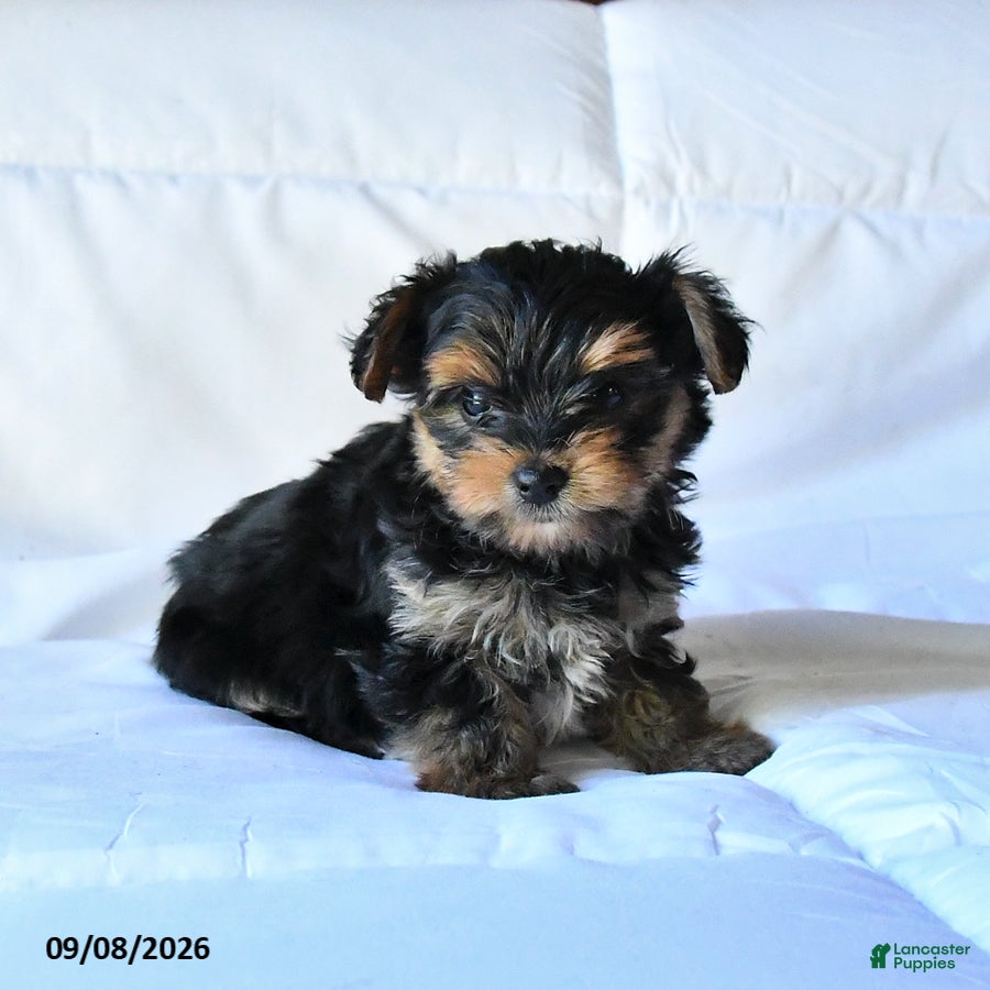 Yorkshire Terrier dogs Bear - Ad 2